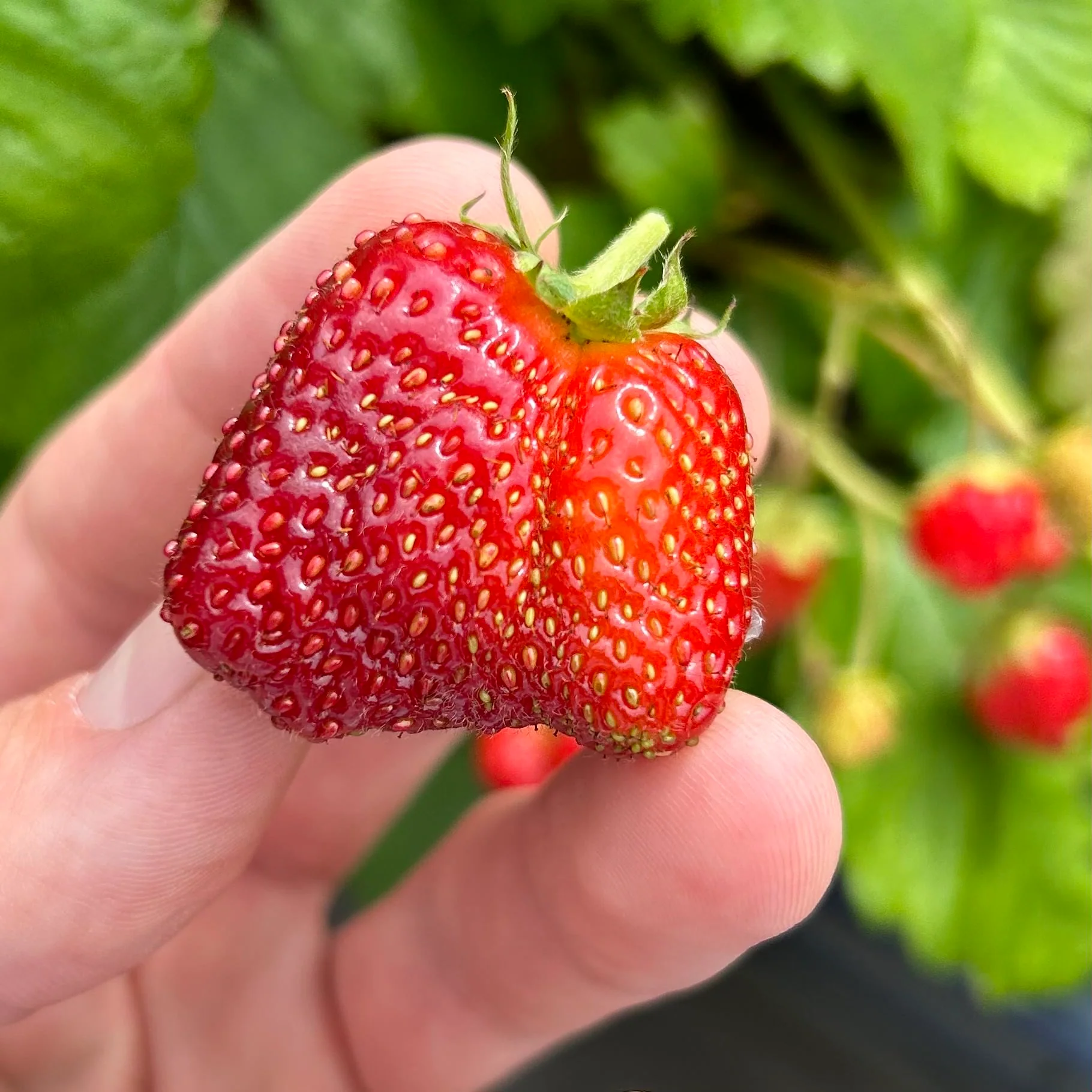 Past Box: Strawberries, Potatoes, Chives - Image 4