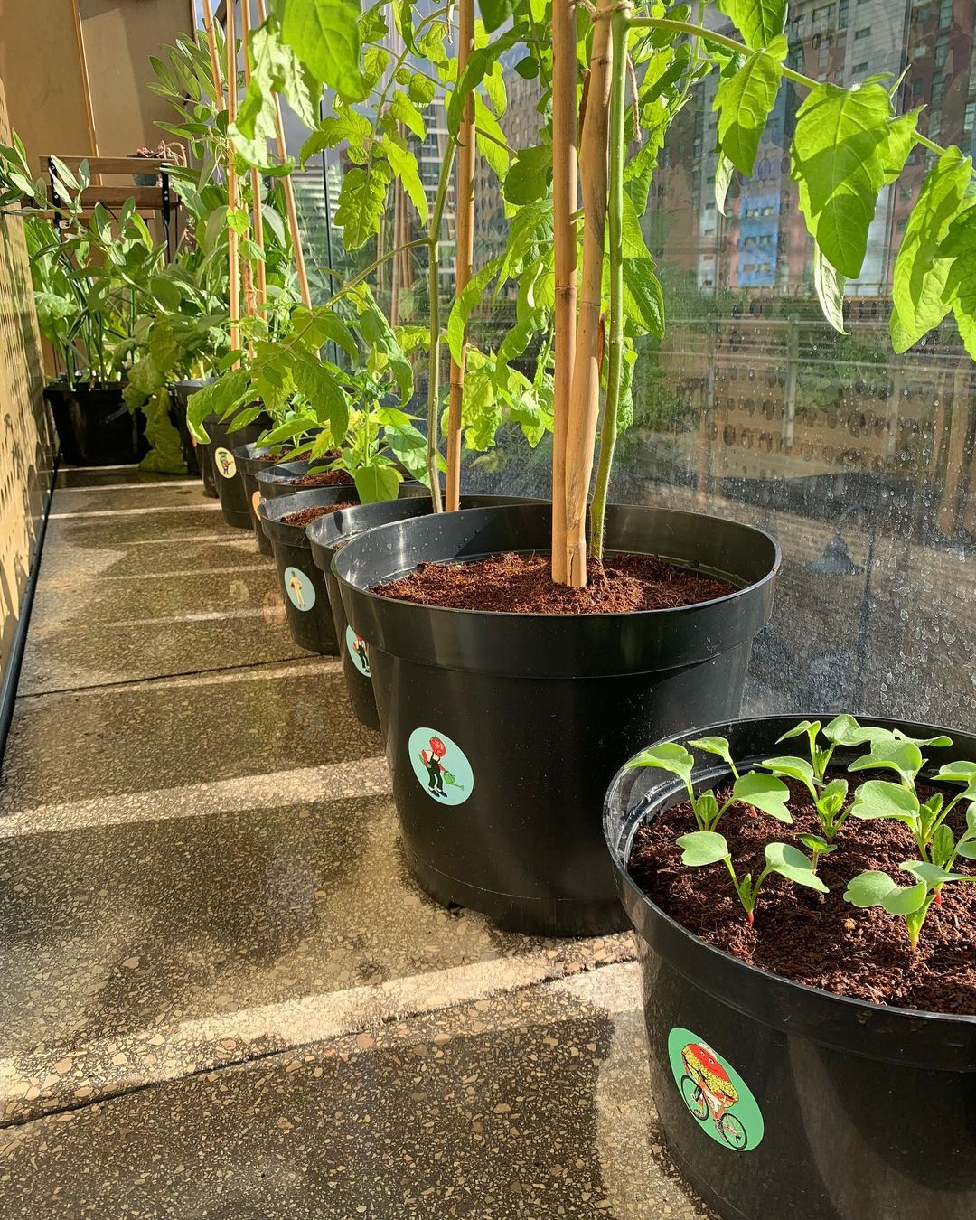 Extra Pots ~ "3 SIZES" - Image 3