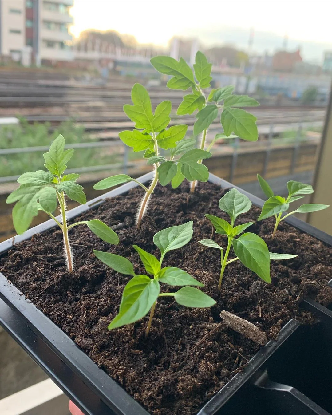 Extra Seed Tray ~ "THE SPROUT FACTORY" - Image 3