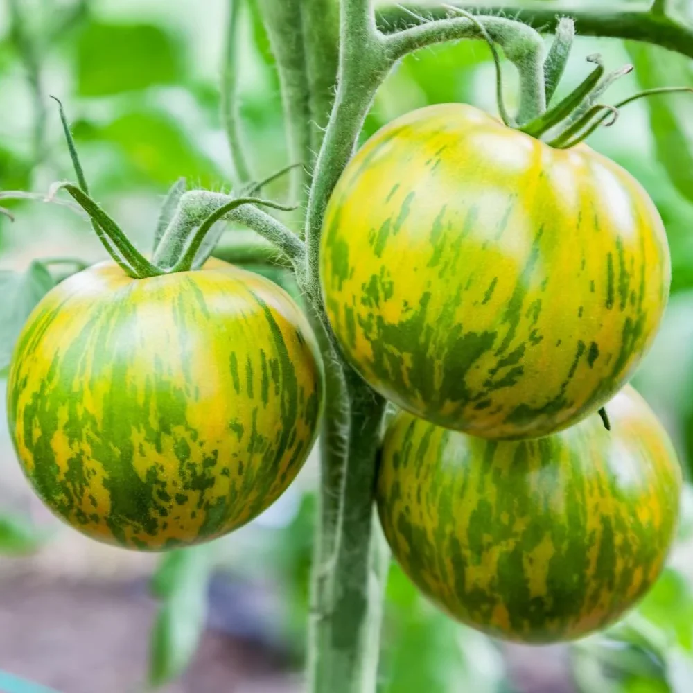 April's Box: Green Zebra Tomatoes, Lemon Chillies, Thyme - Image 2
