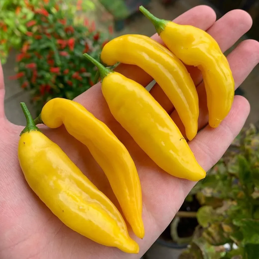 April's Box: Green Zebra Tomatoes, Lemon Chillies, Thyme - Image 3