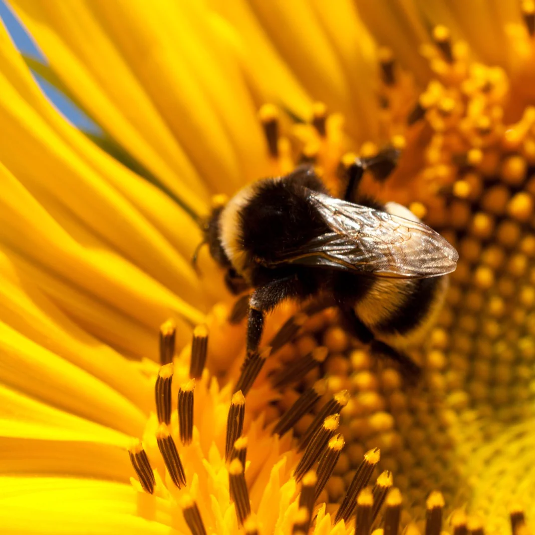 Special Edition: The Bee Box - Image 3
