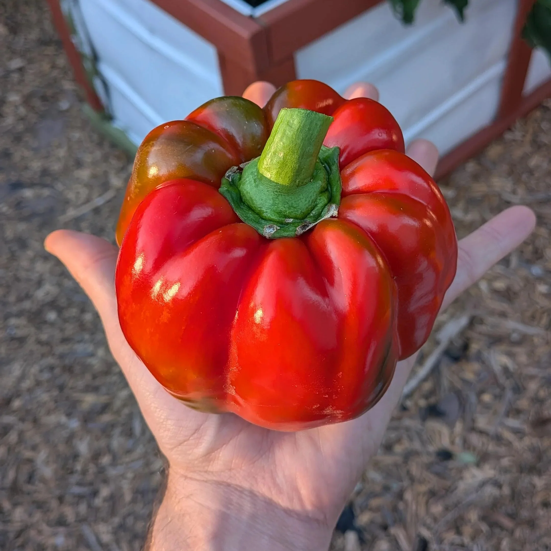 March - Cucamelons, Red Peppers, Basil - Image 3