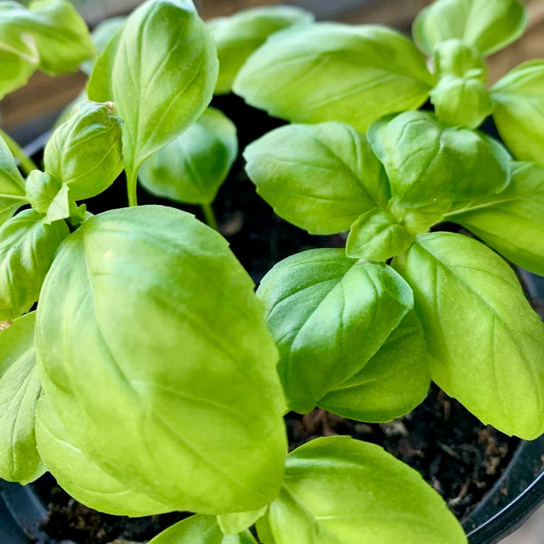 March - Cucamelons, Red Peppers, Basil - Image 4