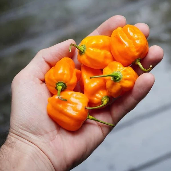 Big Veg: Hot Chillies - Image 3