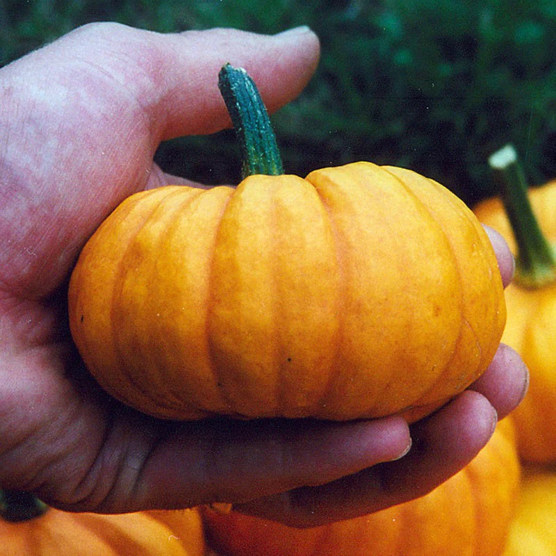 Special Edition: The Halloween Box - Image 3
